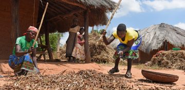 Person affected by leprosy Cristina strikes the beans from their shell with a stick                