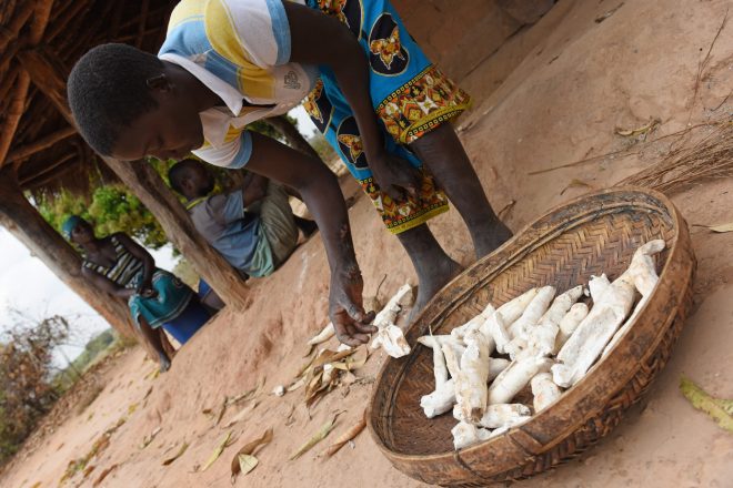 Person affected by leprosy Lidia from Mozambique is growing cassava